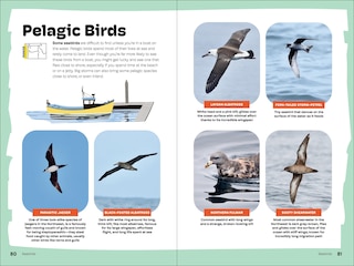Sample content 3_Birds of the Pacific Northwest For Kids