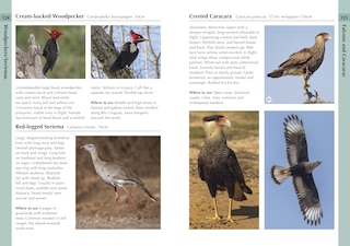 Sample content_Birds of Uruguay