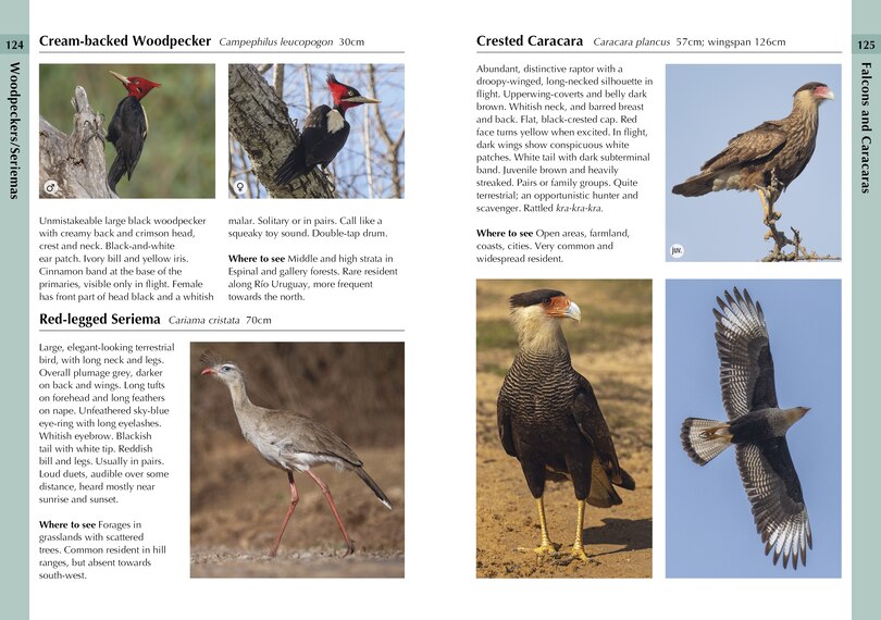Sample content_Birds of Uruguay