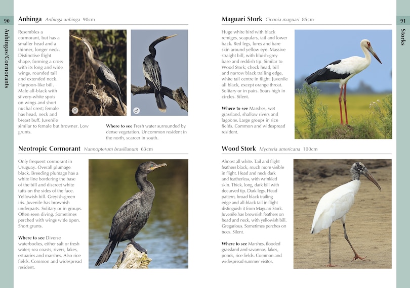 Sample content 2_Birds of Uruguay