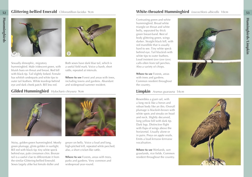 Sample content 3_Birds of Uruguay
