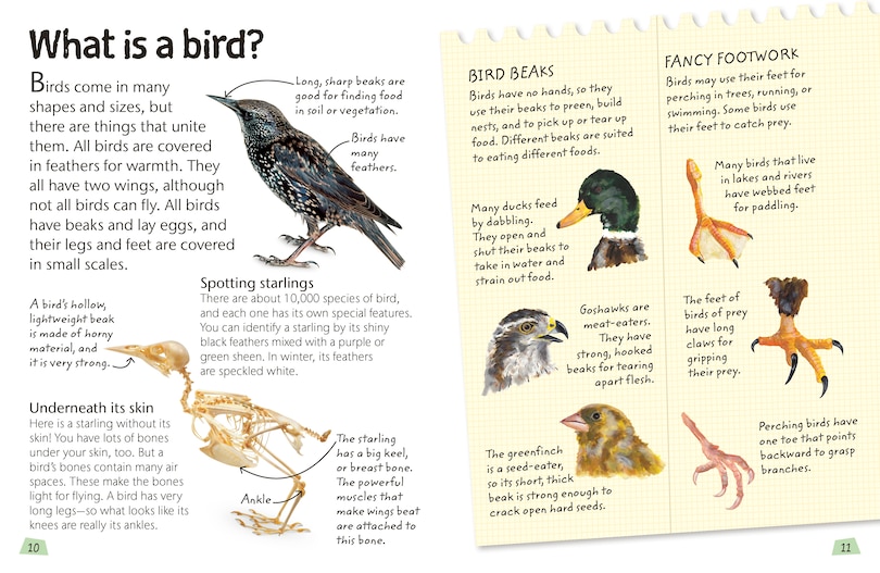 Aper&ccedil;u du contenu 3_Birds