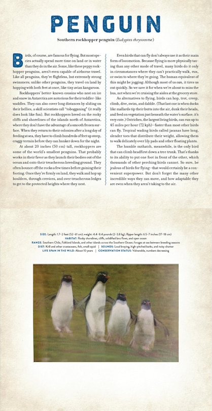 Aper&ccedil;u du contenu 2_Birds