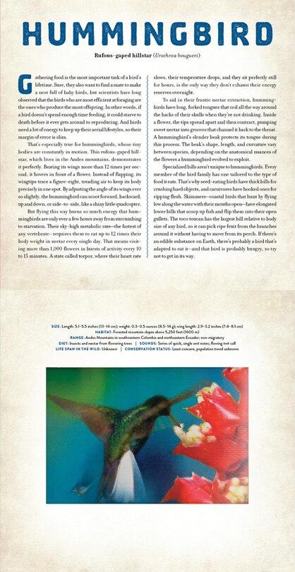 Aper&ccedil;u du contenu 3_Birds