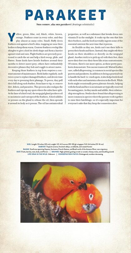 Aper&ccedil;u du contenu 4_Birds