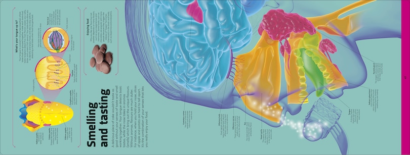 Aper&ccedil;u du contenu_Body