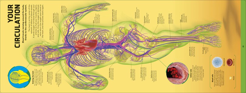 Aper&ccedil;u du contenu 3_Body
