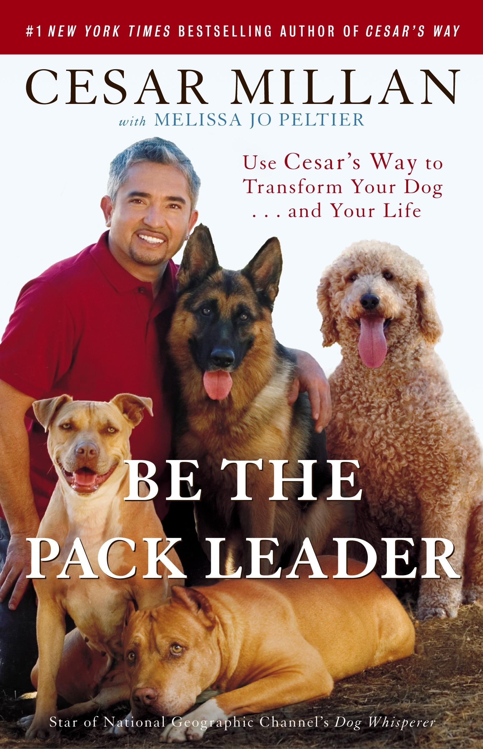 A Puppy Cesar Millan Toilet Training New Puppy Cesar Millan Potty
