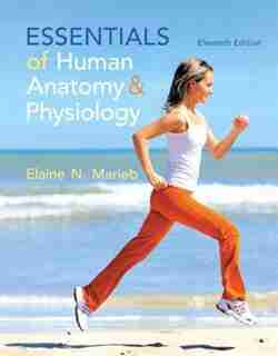 Essentials Of Human Anatomy & Physiology by Elaine N. Marieb