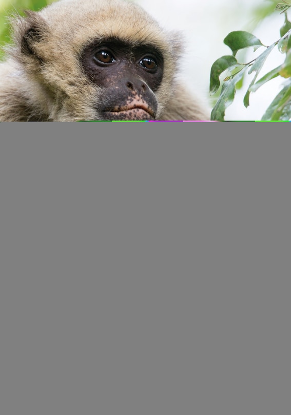 Front cover_Primate Behavioral Ecology