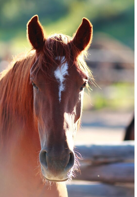 Couverture_Kid's Equine Photography Book