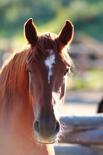 Couverture_Kid's Equine Photography Book