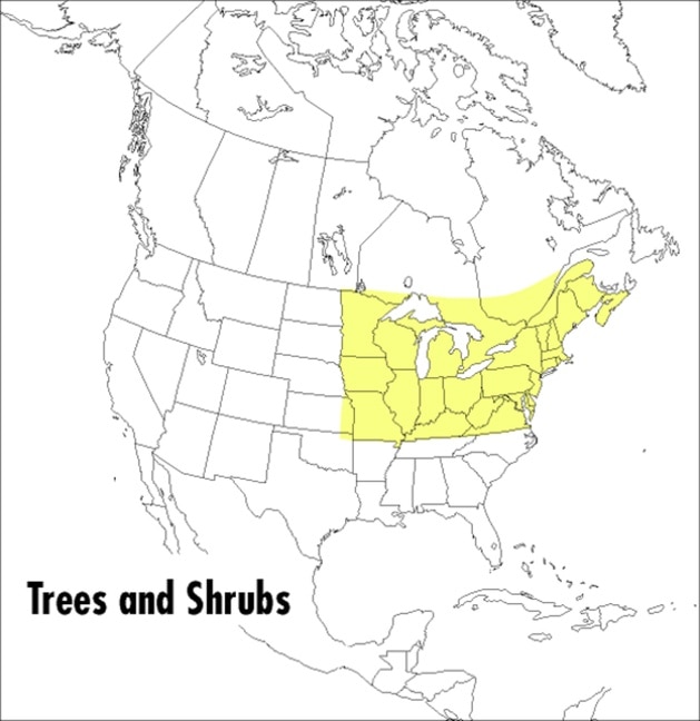 Front cover_A Peterson Field Guide To Trees And Shrubs