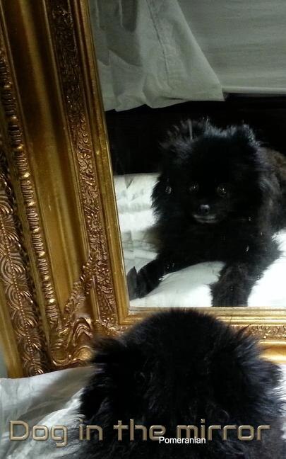 Front cover_Dog in the Mirror Pomeranian