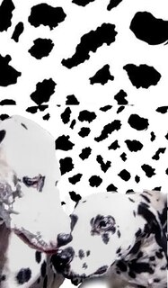 Front cover_dalmatian drawing writing journal