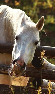 Kids Petite Equine Leftie Journal: Equine Themed Wide Ruled Journal or Notebook