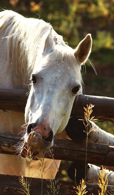 Kids Petite Equine Leftie Journal: Equine Themed Wide Ruled Journal or Notebook