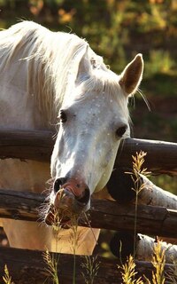 Front cover_Kids Petite Equine Leftie Journal
