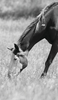 Couverture_Petite Equine Journal