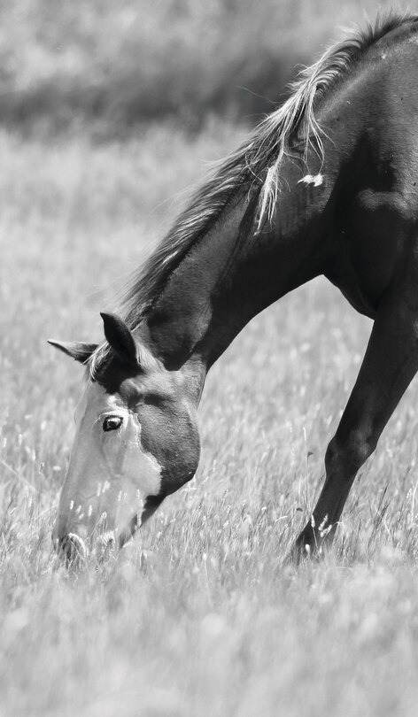 Couverture_Petite Equine Journal