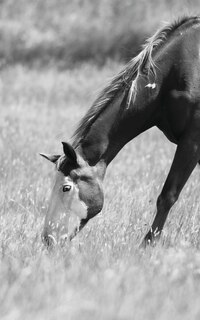 Front cover_Petite Equine Journal