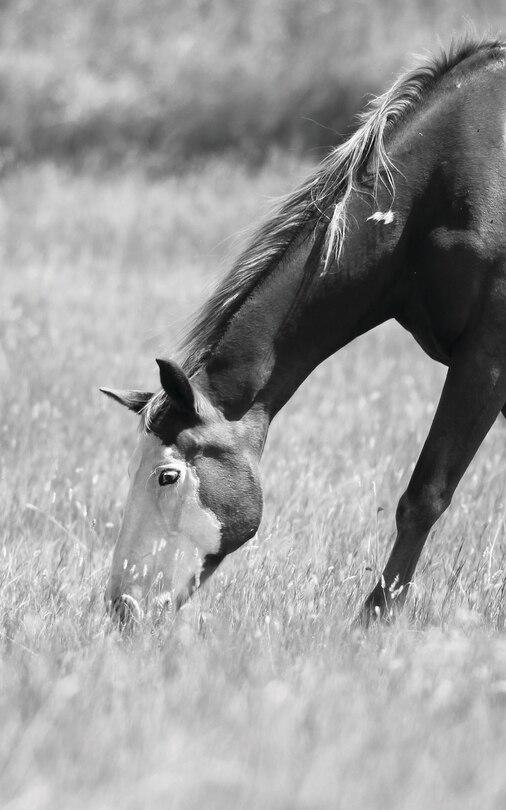 Front cover_Petite Equine Journal