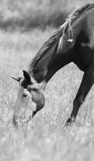 Couverture_Petite Equine Journal