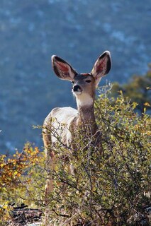 Kids Deer Journal: Rocky Mountain Mule Deer Journal or Notebook