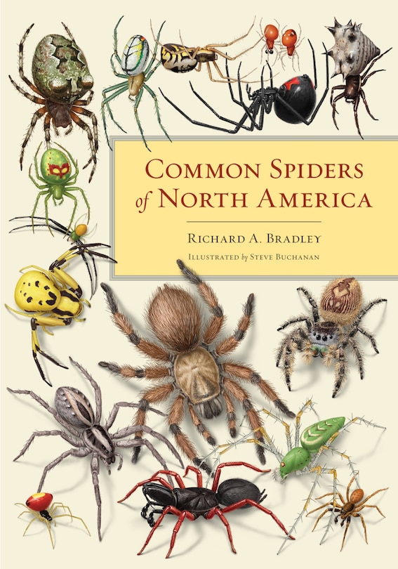 Front cover_Common Spiders Of North America