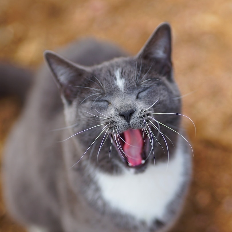 Couverture_Colorado Barn Cats - Skunk and Chauncey
