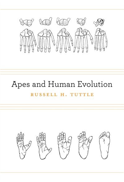 Apes And Human Evolution