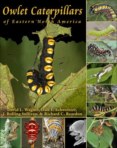 Front cover_Owlet Caterpillars of Eastern North America