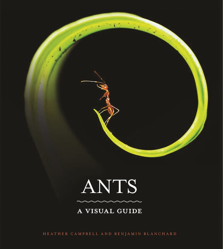 Front cover_Ants