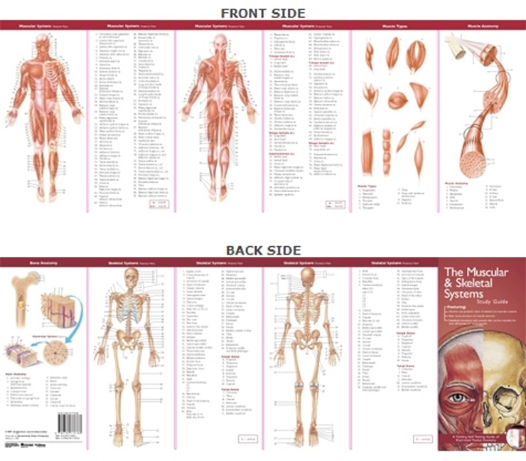 Front cover_Anatomical Chart Company's Illustrated Pocket Anatomy