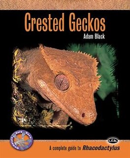 Crested Geckos: A Complete Guide To Rhacodactylus