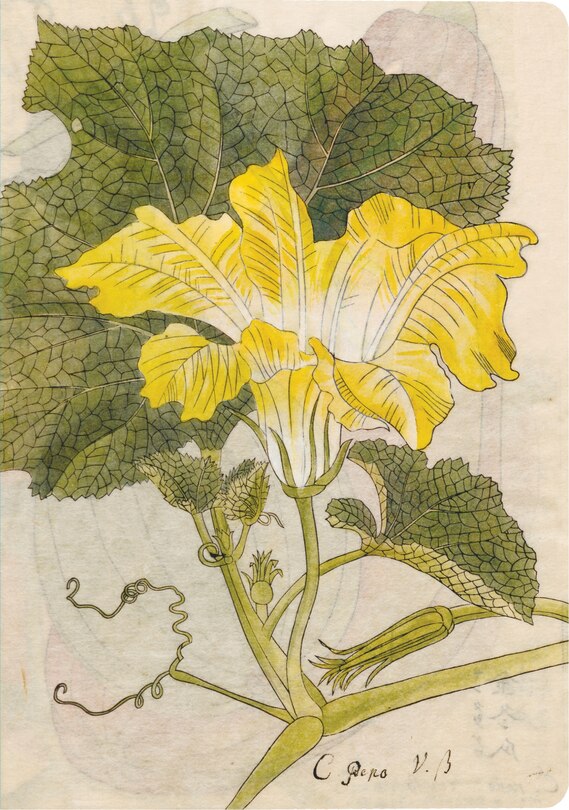 Front cover_Japanese Squash Blossom Lined Paperback Journal