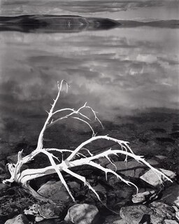 White Branches, Mono Lake, California, 1947: white Branches, Mono Lake, California, 1950