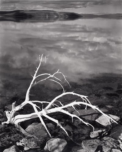 White Branches, Mono Lake, California, 1947: white Branches, Mono Lake, California, 1950