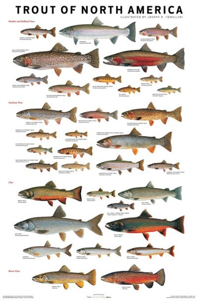 Front cover_Trout of North America Poster