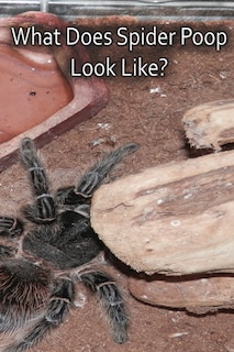 Couverture_What Does Spider Poop Look Like?