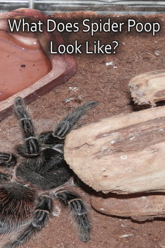 Couverture_What Does Spider Poop Look Like?