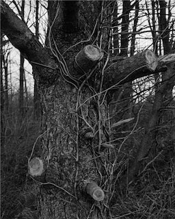 Front cover_Tim Carpenter: Christmas Day, Bucks Pond Road