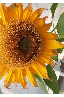 Couverture_Tahsis Inlet Outlet Revival Anthology 2020 Black and white Edition