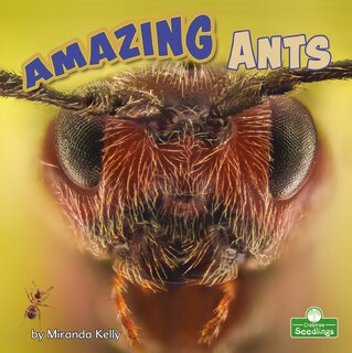 Couverture_Amazing Ants