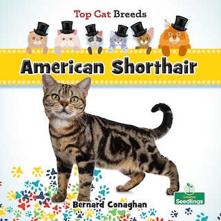 Couverture_American Shorthair