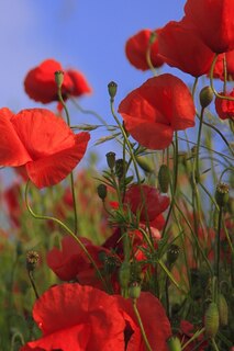 Front cover_Poppy Meadow
