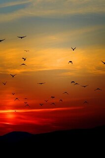 Front cover_Sunset Flight