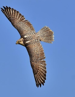 Couverture_Falcon