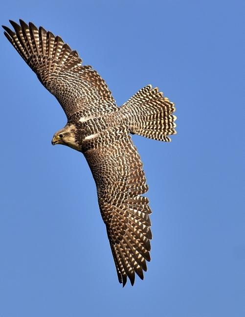 Couverture_Falcon