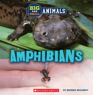 Front cover_Amphibians (Wild World: Big and Small Animals)